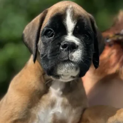 Fawn male 3 litter N