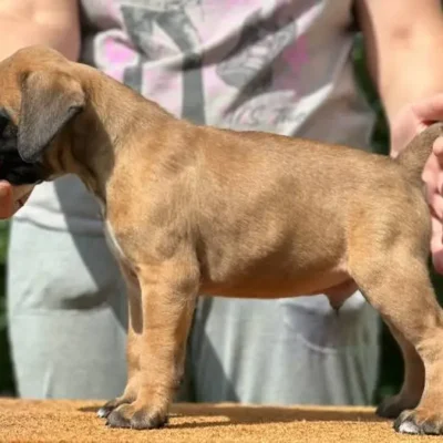 Fawn male 3 litter N