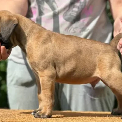 Fawn male 3 litter N