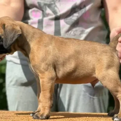 Fawn male 3 litter N