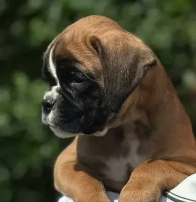Fawn male 3 litter N