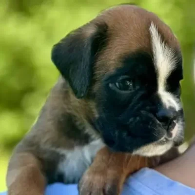 Fawn male 3 litter N