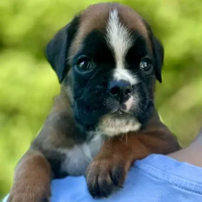 Fawn male 3 litter N