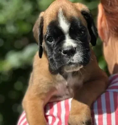 Fawn male 3 litter N