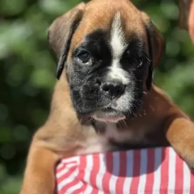 Fawn male 3 litter N
