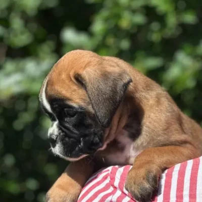 Fawn male 3 litter N