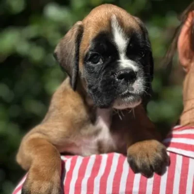 Fawn male 3 litter N