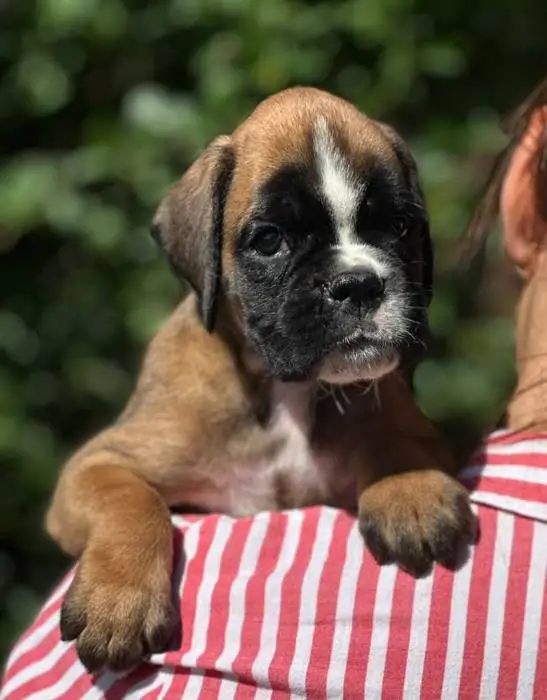 Fawn male 3 litter N