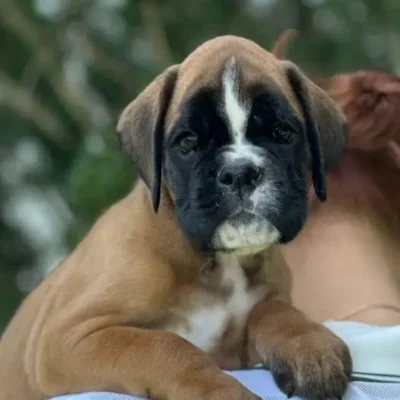 Fawn male 3 litter N