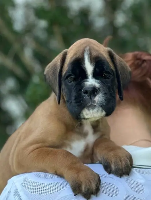 Fawn male 3 litter N