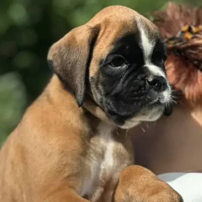 Fawn male 3 litter N