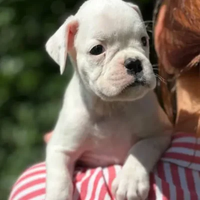 White female 1 litter N