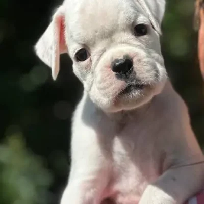 White female 1 litter N