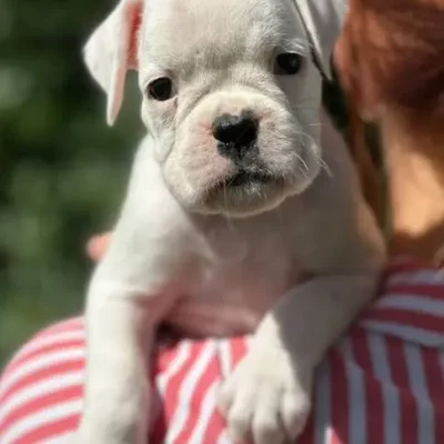 White female 1 litter N
