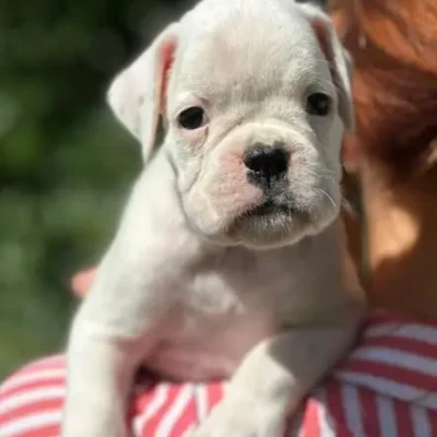 White female 1 litter N