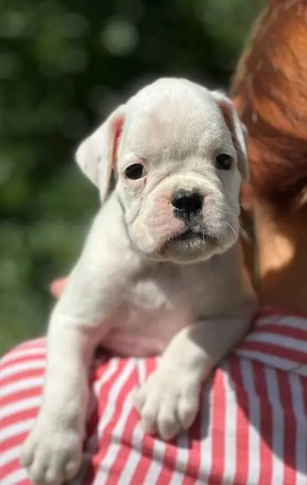 White female 1 litter N