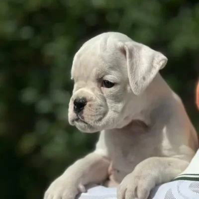 White female 1 litter N