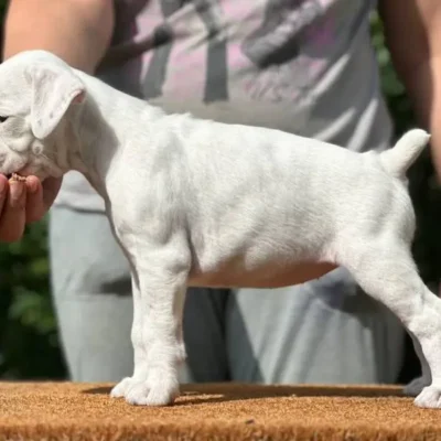 White female 1 litter N