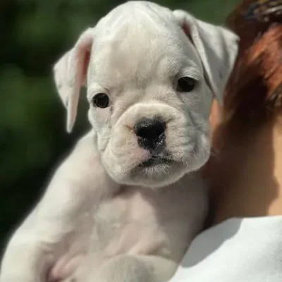 White female 1 litter N