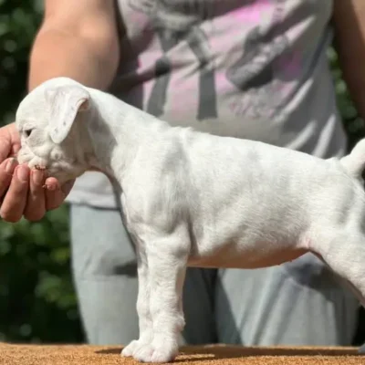 White female 1 litter N