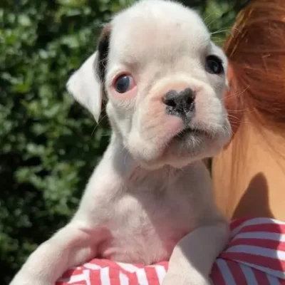 White female 2 litter N
