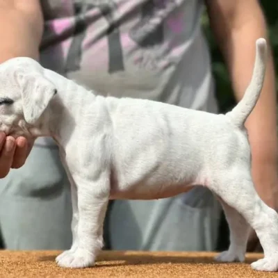 White female 2 litter N