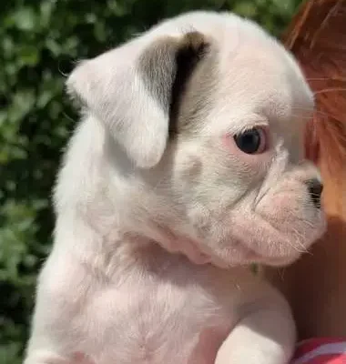 White female 2 litter N