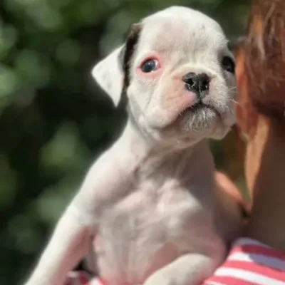 White female 2 litter N