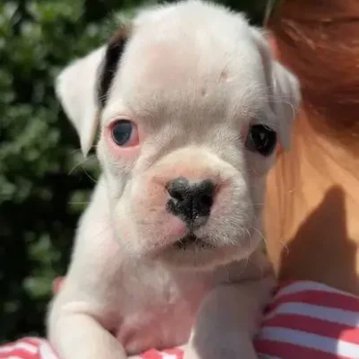 White female 2 litter N