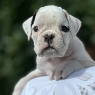 White female 2 litter N