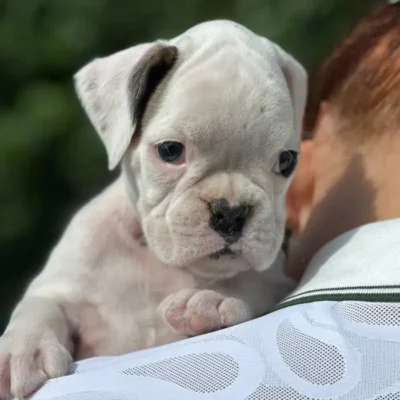 White female 2 litter N