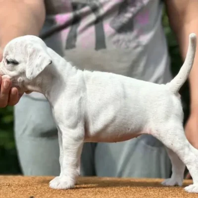 White female 2 litter N