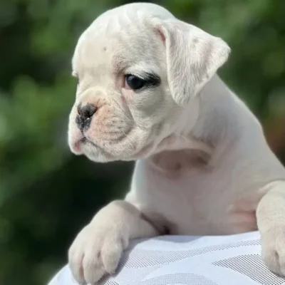 White female 2 litter N