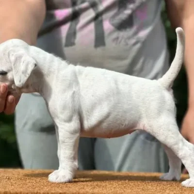 White female 2 litter N