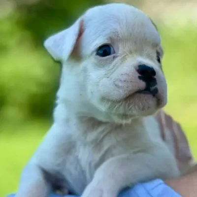 White female litter N