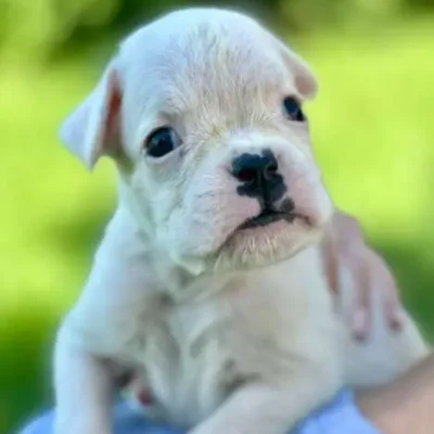 White female litter N 2