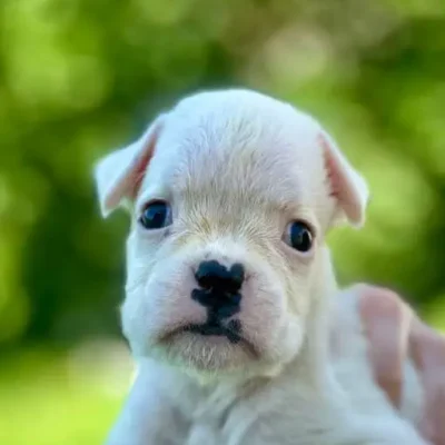 White female litter N