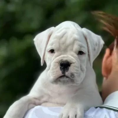 White male 1 litter N