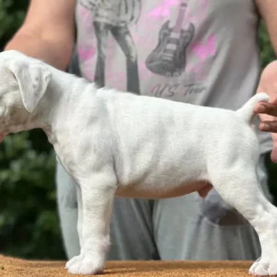 White male 1 litter N