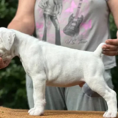 White male 1 litter N