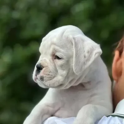 White male 1 litter N