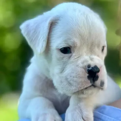 White male litter N