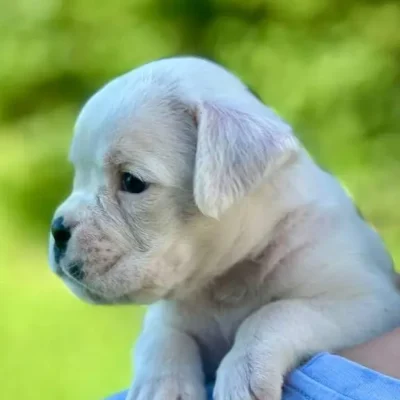 White male litter N