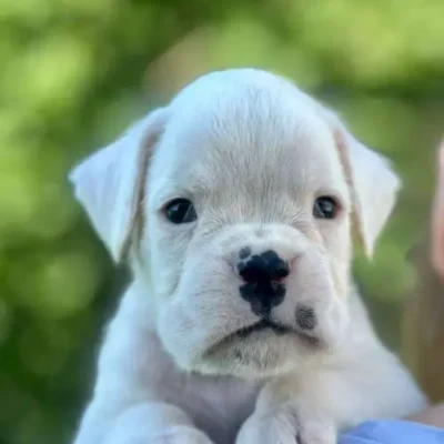 White male litter N