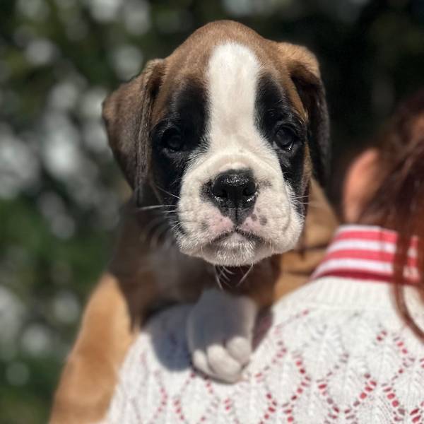 Fawn male litter O