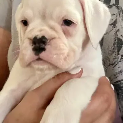 White female 1 litter O