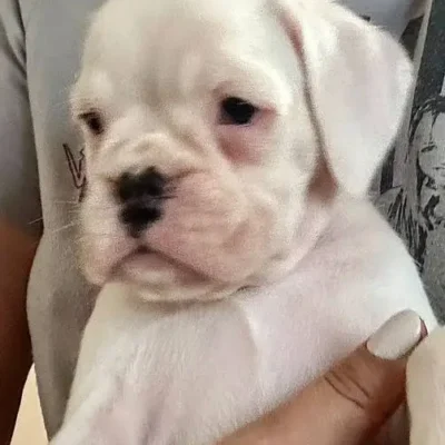 White female 1 litter O