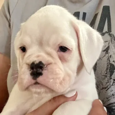 White female 1 litter O