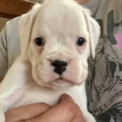 White female 2 litter O