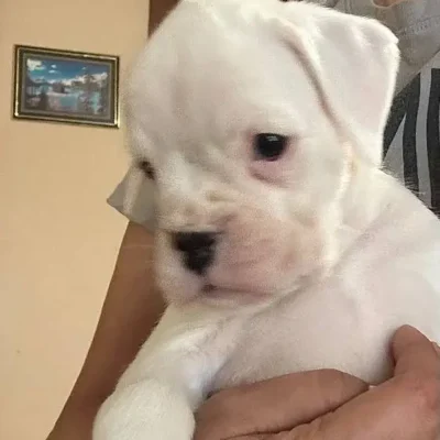 White female 2 litter O
